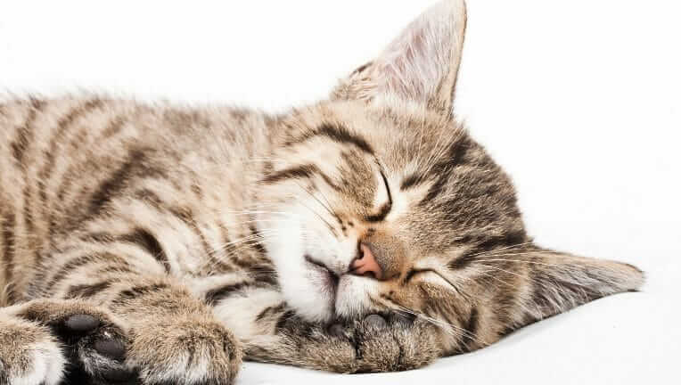 猫 ごろん