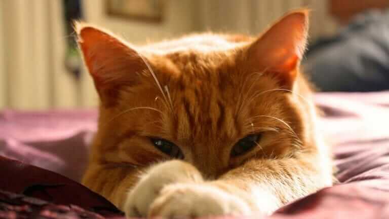 猫 腕枕 毎日