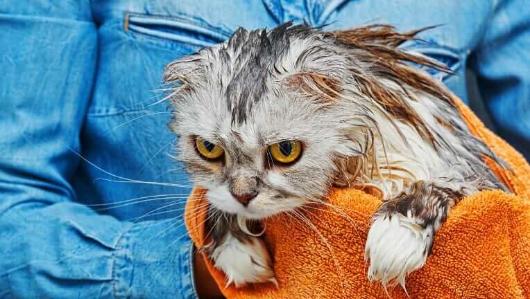 猫 ドライヤー