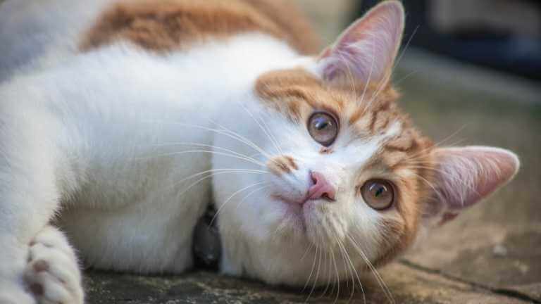 猫 目薬 暴れる 100 で最高の画像