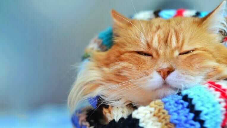 猫 冷房