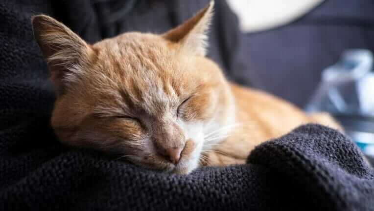 猫の抱き方