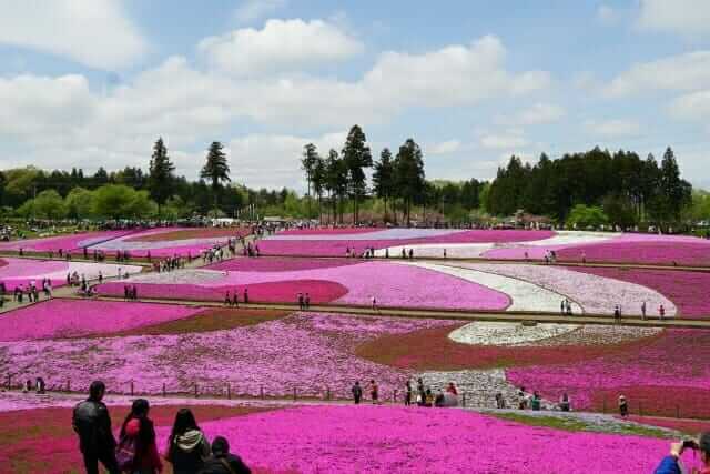 春旅行