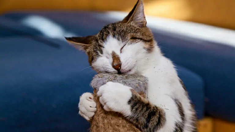 猫が毛布を噛む そして ふみふみ 噛むのをやめさせるには ミュウズ Cafe