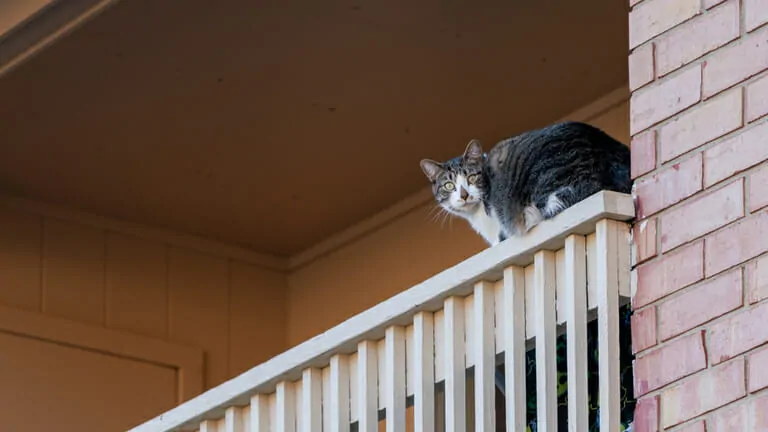 猫をベランダに出すのは危ない ベランダにやってくる猫いますね ミュウズ Cafe