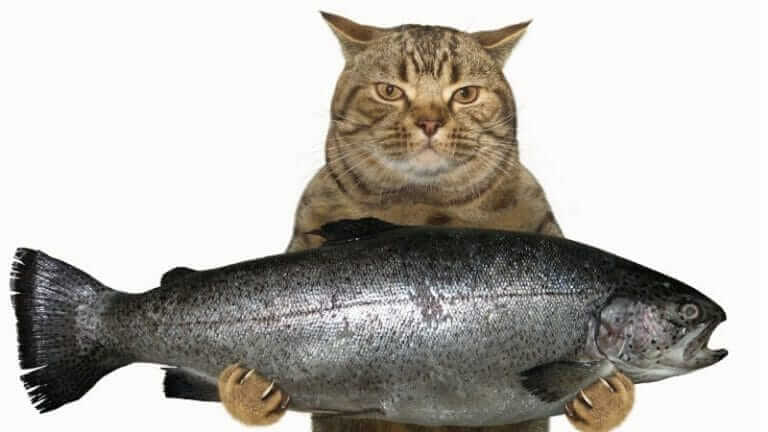 猫 魚