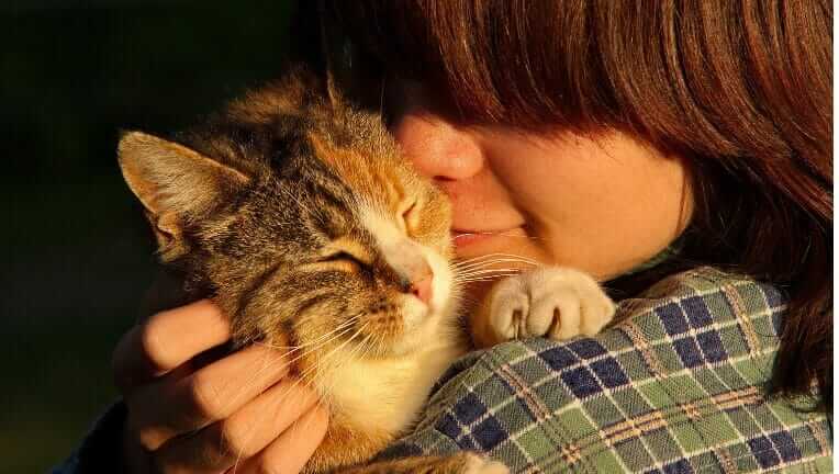 猫 べったり