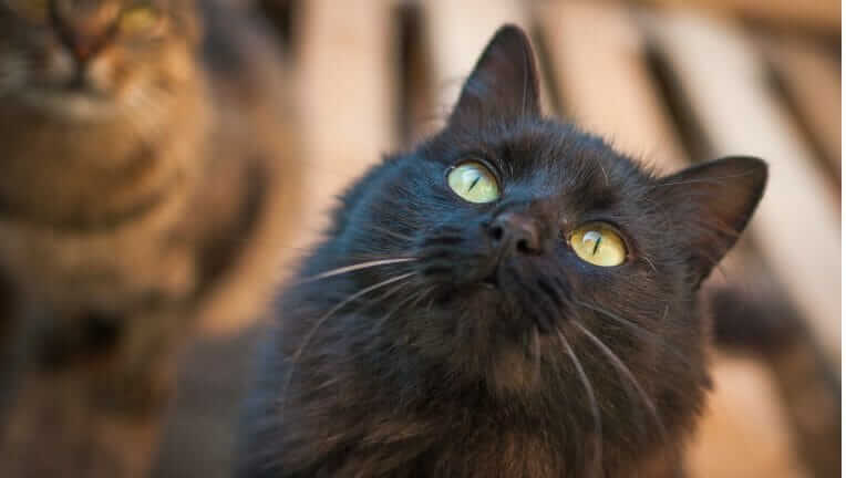 猫 特徴