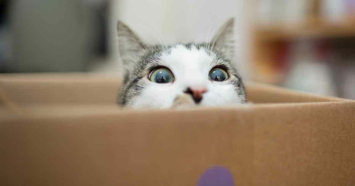 猫 わがまま