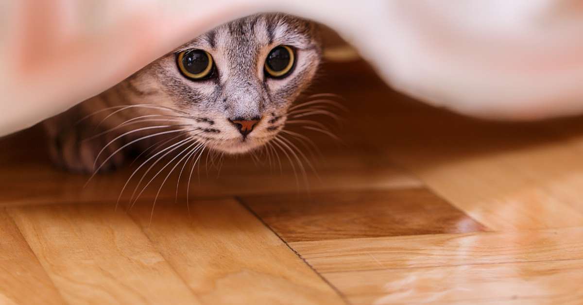 猫のご飯の回数を減らあす