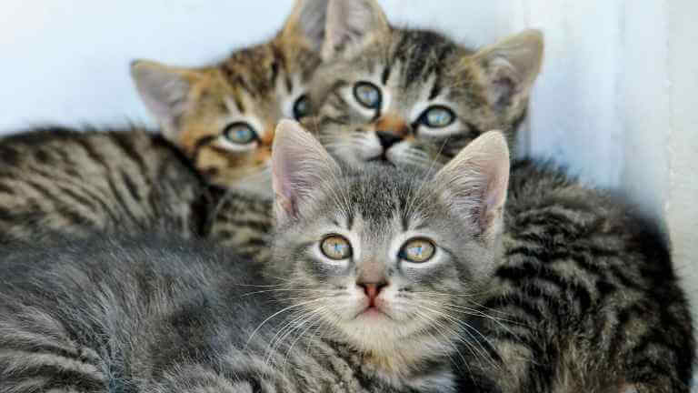 猫の目やに