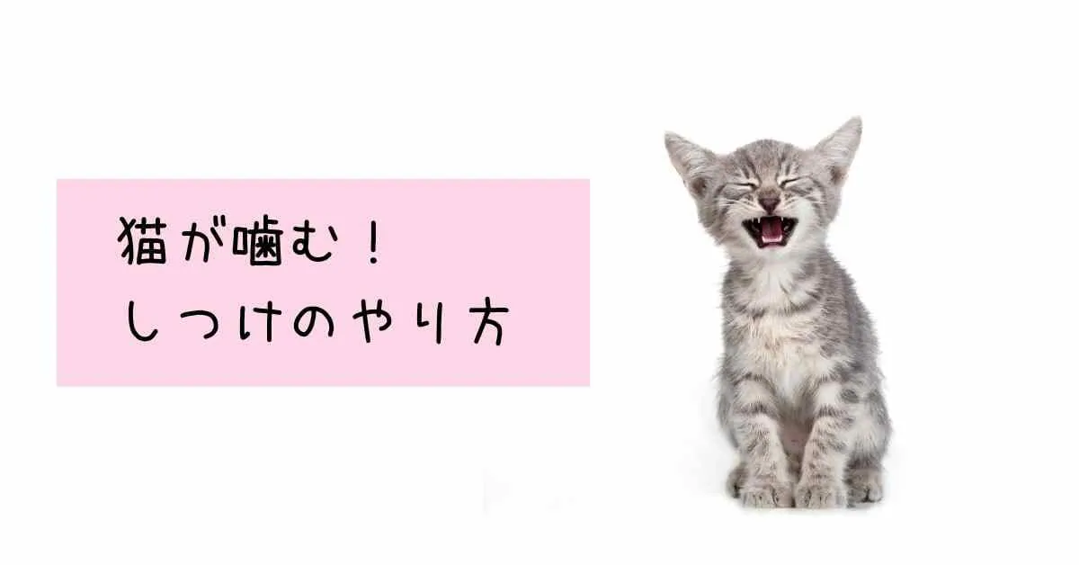 猫が噛む しつけのやり方 子猫の内にやっておくべき ミュウズ Cafe