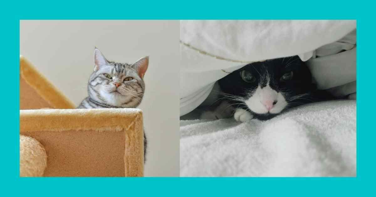猫を飼うのにかかる費用