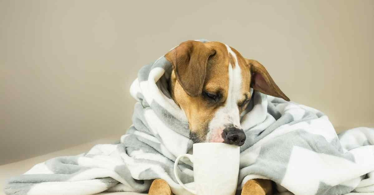 犬にコーヒー豆は毒 コーヒーの粉も食べたら大変です ミュウズ Cafe