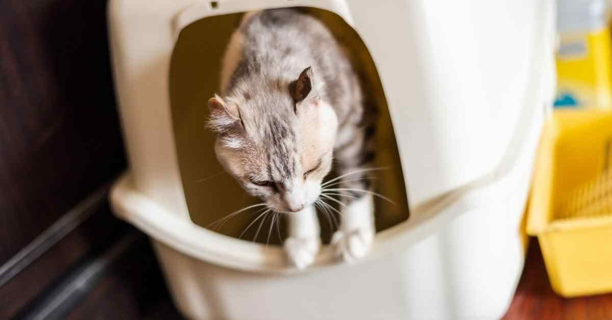 猫のトイレのしつけ 失敗しないための方法 Nekonekoブログ